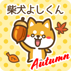 Shiba Yoshikun in Autumn