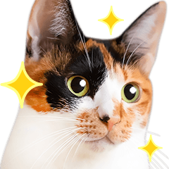 Cute cat photos, BIG sticker!