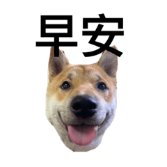 柚子是個乖寶寶