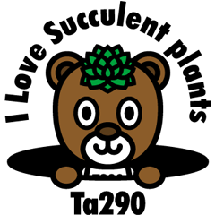 Succulent plants bear Ta290
