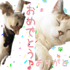 Photo Sticker of cat.-For daily life-