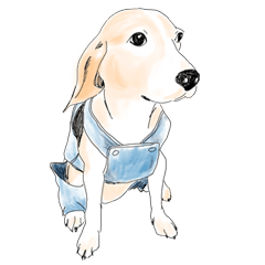 Beagle Daily Life - A Tsau