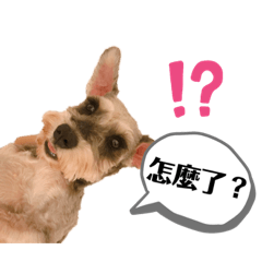 阿甄的小朵拉