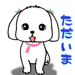 SUMOMO dog