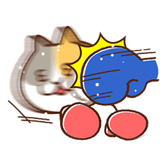 Cat boxer