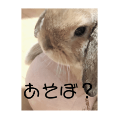 mochi_20200904102413