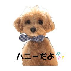 honey_20200903233433