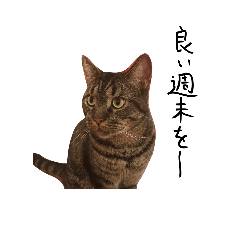 cat sticker12345