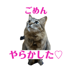 kireha zisinnsakudesu