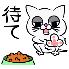 friendly cat Jiro 2
