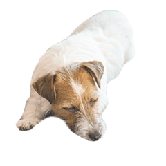 JackRussellTerrier mame