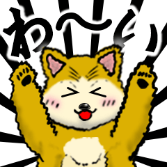 Mofumofu Shiba Inu !