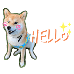 hiyori_20200904164722