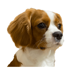 Rara_20200904183305 - Stiker LINE | LINE STORE