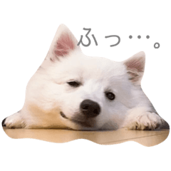 OMAME(dog)