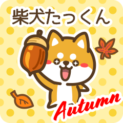 Shiba Takkun in Autumn