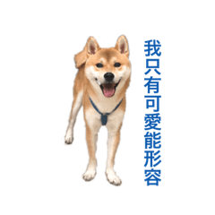 我是柴柴叫饅頭