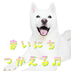 Cute white dog's sticker