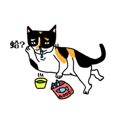 calico cat with american Shorthair