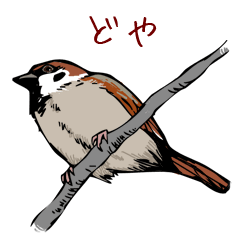 Eurasian Tree Sparrows