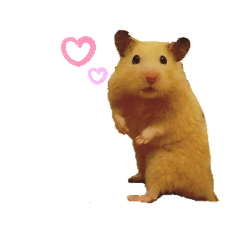 hamster1328