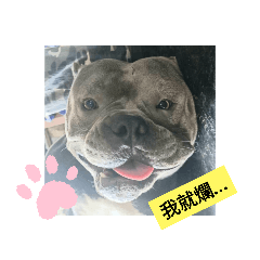 我家阿呆毛小孩2