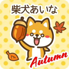 Shiba Aina in Autumn