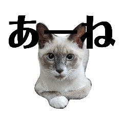 AYUMI_20200906111657