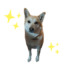 choko_stamp