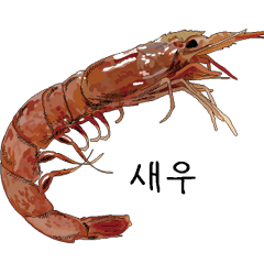 Shrimp Korean version
