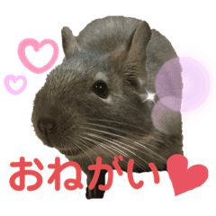 デグーの可愛い日常スタンプ Line スタンプ Line Store デグーの可愛い日常スタンプ Line スタンプ Line Store