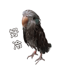 鳥兒戀愛中