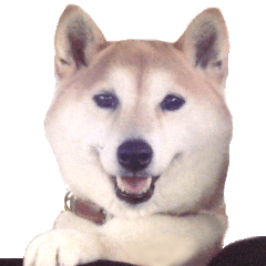 The Cutest Shiba Inu Shelly's Stickers