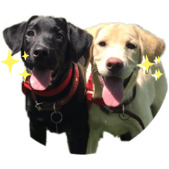 綺毒犬