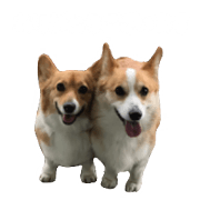 Corgi. Ann and Non 