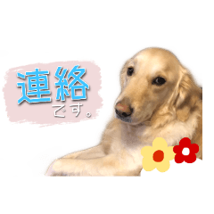 かわいいゴールデンレトリバーのちゃちゃ Line スタンプ Line Store かわいいゴールデンレトリバーのちゃちゃ Line スタンプ Line Store
