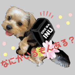 CHOPPER & DUFFY &SHELLIE