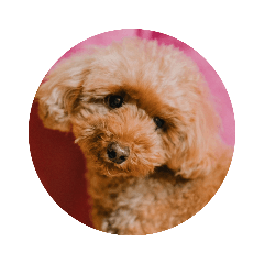 cherry_20200906234538