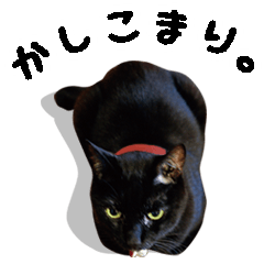 Noro the Black Cat Stickers