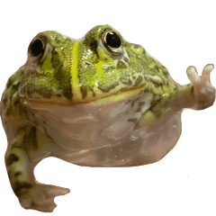 アフリカウシガエル Line スタンプ Line Store アフリカウシガエル Line スタンプ Line Store