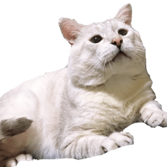 Debuneko Nyaachan Sticker 2