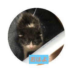 tonton_20200907230510