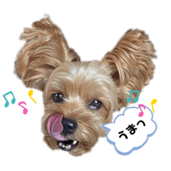 yorkshire terrier warabi