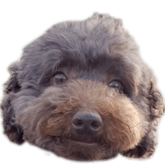 トイプードル 家族編 小悪魔編 Lineクリエイターズスタンプ Stamplist