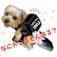 CHOPPER & DUFFY & SHELLIE