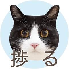 猫のサンパ2