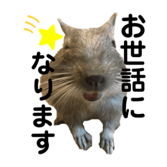 Degu's cute daily sticker2