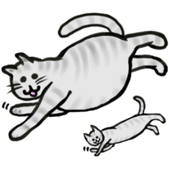 gray kitty "Miu"