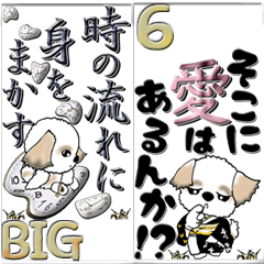 【Big】シーズー犬『何となく一言』6