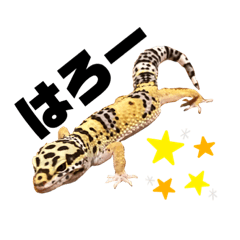 leopard lizard 16